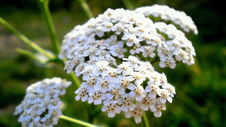 White cluster of yarrow flowers