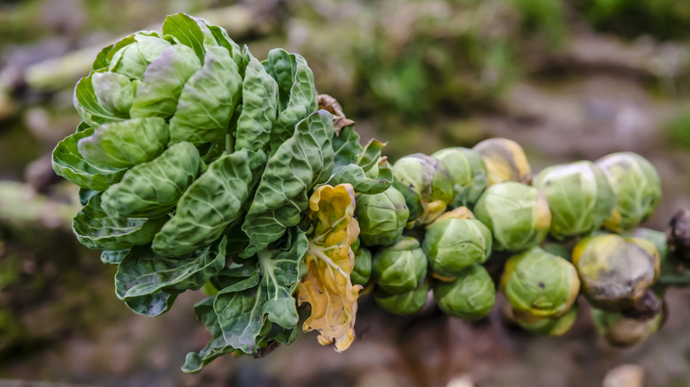 Clump of brussel sprouts