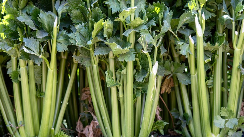 celery stalks growing out of the ground