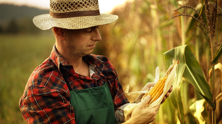 farmer picking corn