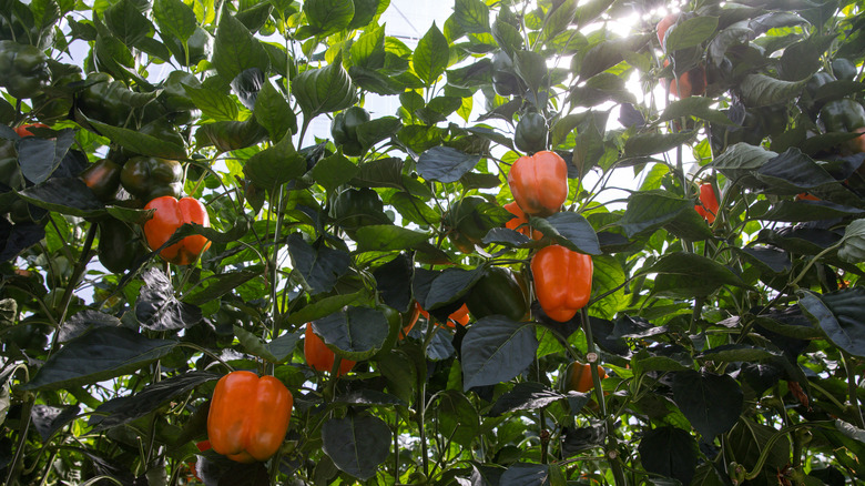 Peppers growing in sunlight