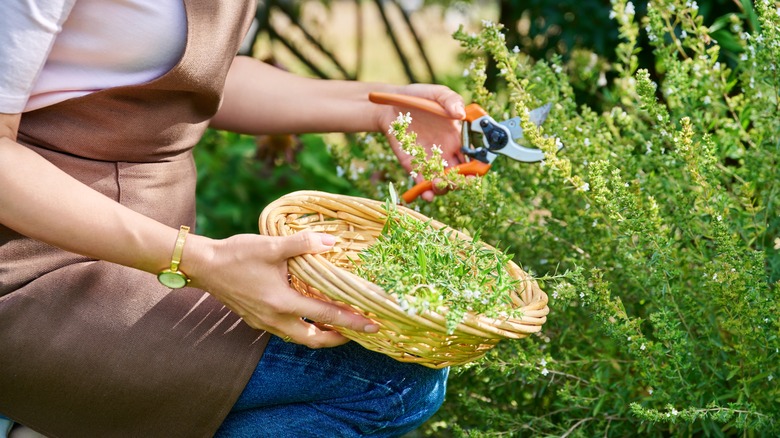 Person harvesting savory with scissors