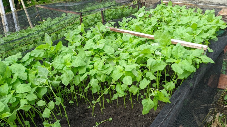 a bushel of spinach growing
