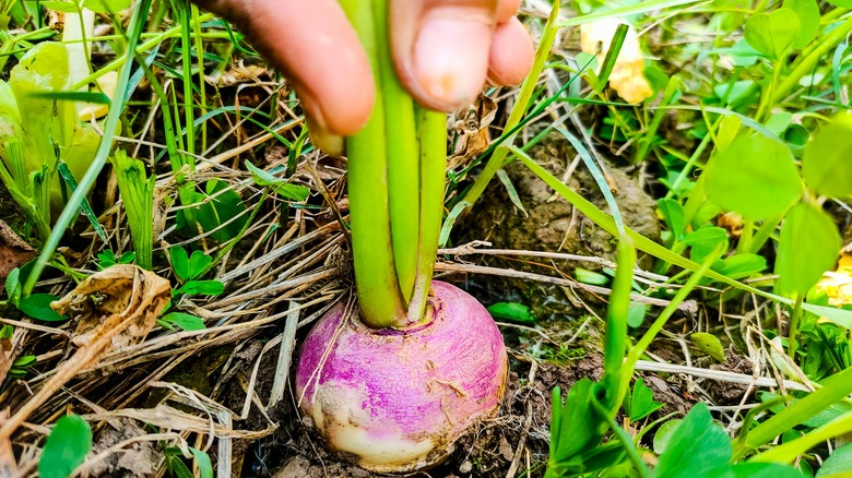 hand pulling turnip