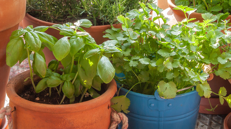 Basil and cilantro as neighbors 