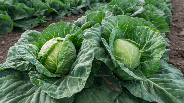 Green cabbage grows in field 