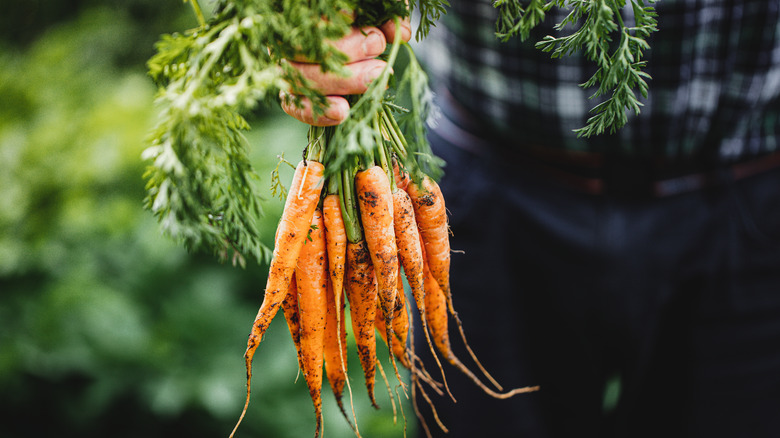 Carrots freshly pulled from soil