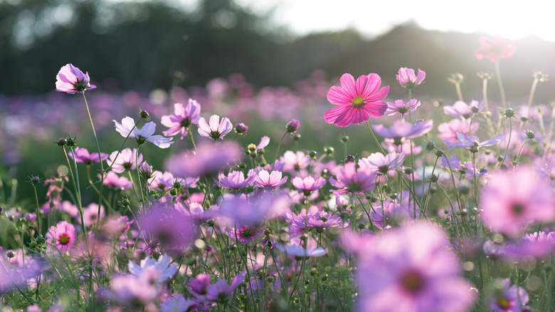 Many blooming cosmos in field