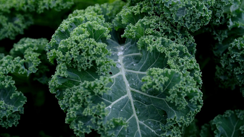 Dark green kale leaf closeup