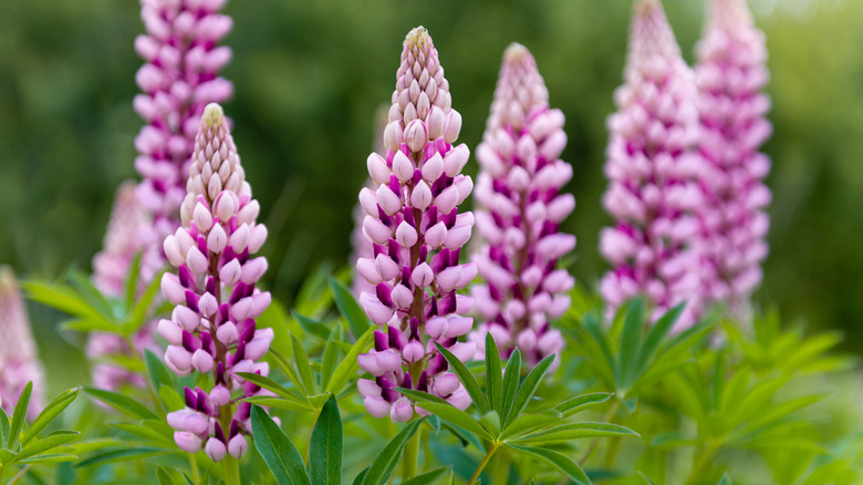 Purple terminal flowers called lupines