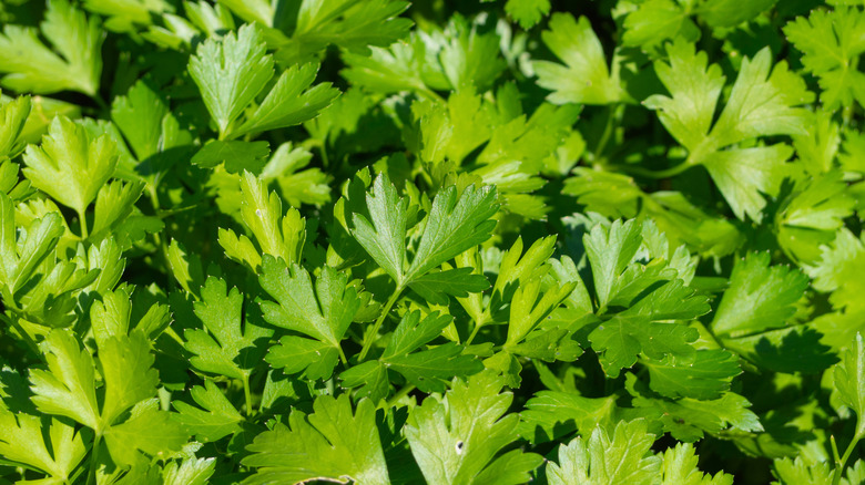 Fresh parsley leaves up close 