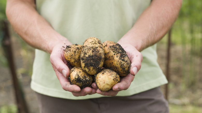 Fresh potatoes held in hands