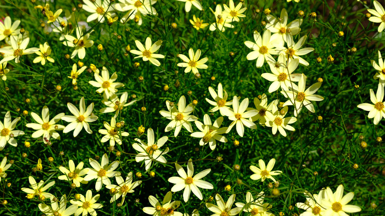 Many threadleaf coreopsis flowers blooming
