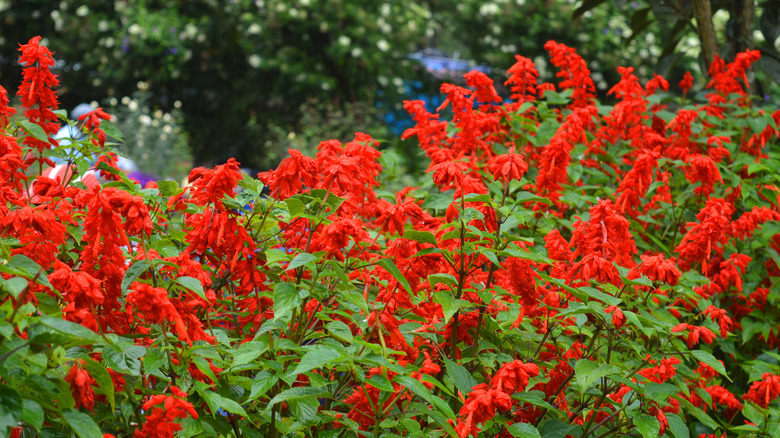 scarlet sage plants