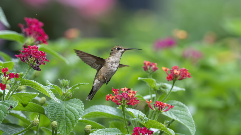 hummingbird in lantana flowers