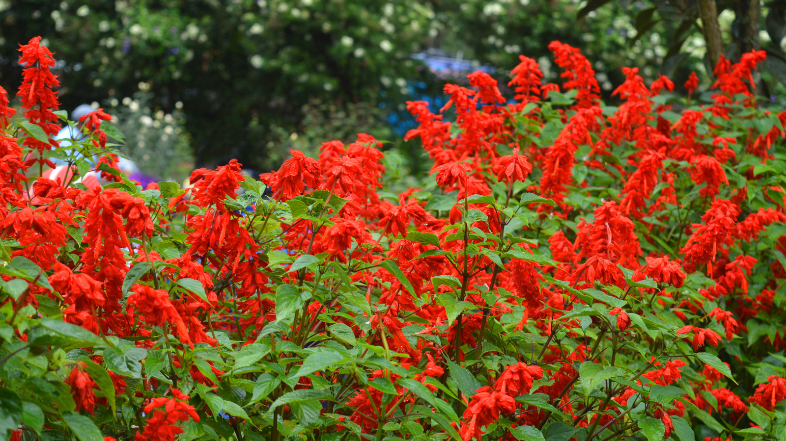 Companion Plants To Grow Alongside Scarlet Sage For A Bird-Friendly Garden - House Digest