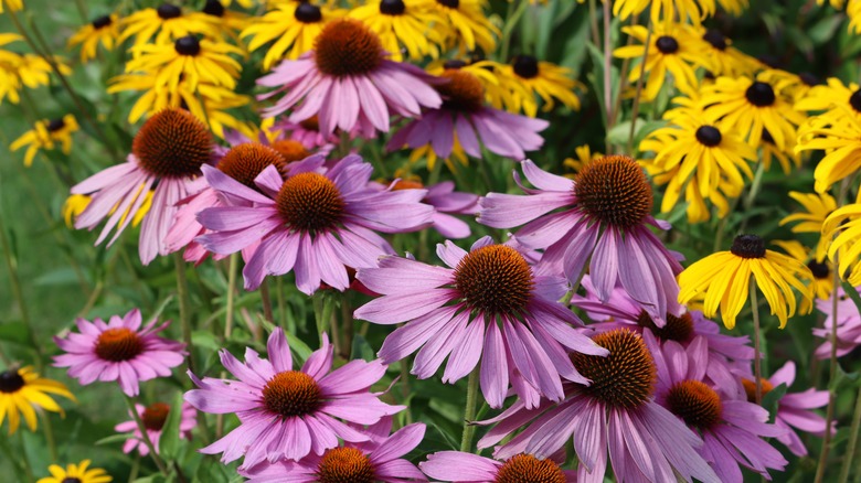 coneflowers and black-eyed-susans