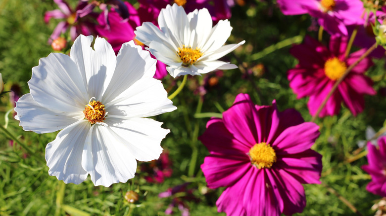 Cosmos flowers blooming in garden