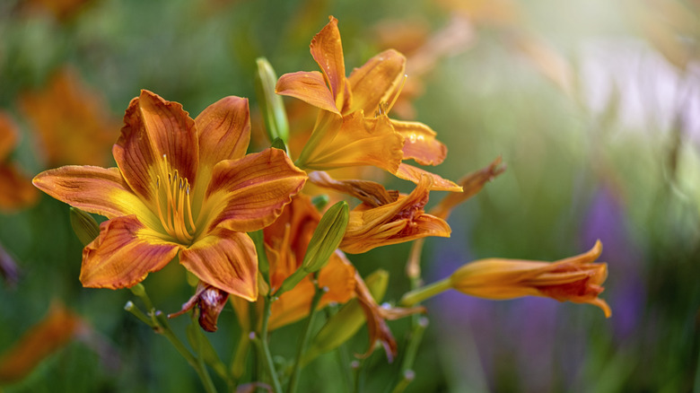 Several blooms and buds on orange daylily plant