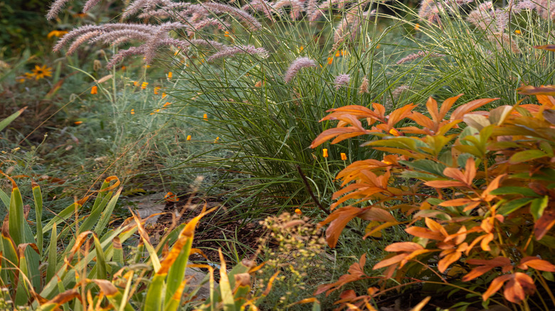 Fountain grass growing in garden