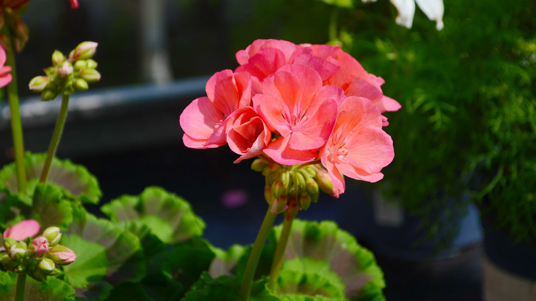 Cluster of flowers growing on geranium plant