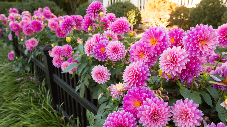 Deep pink dahlias blooming in garden