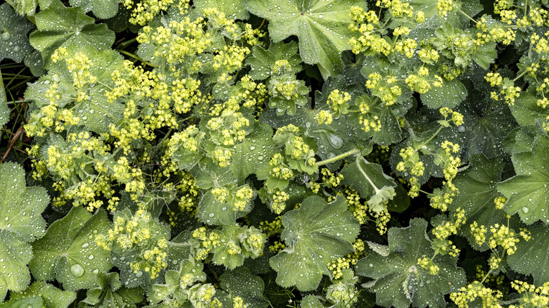 Lady's mantle with large green leaves and yellow flowers