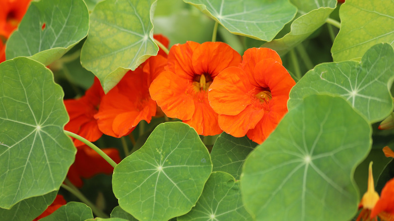 Orange nasturtium flowers in bloom with green leaves