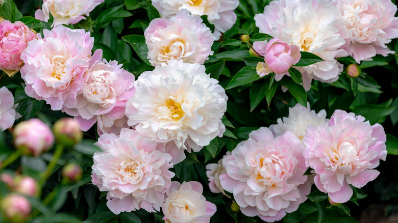 An abundance of common peony blooms growing on plant