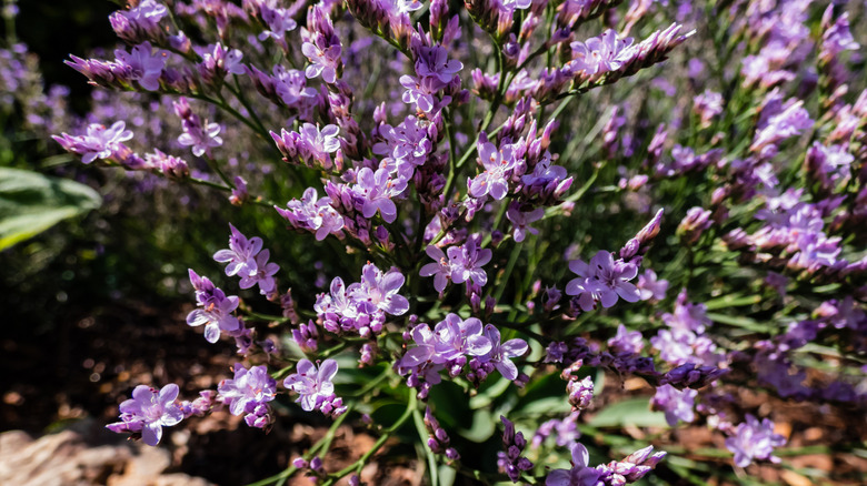 Sea lavender flowering plant growin in garden