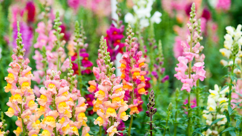 Colorful snapdragon flowers growing in garden