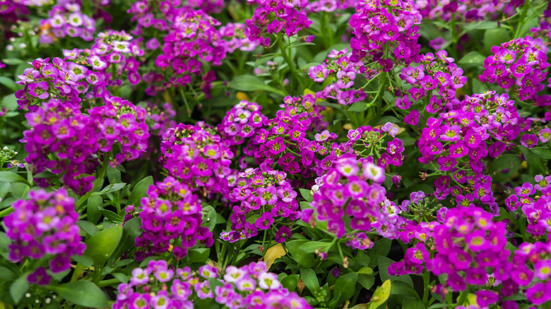 Sweet alyssum purple flower clusters growing in garden