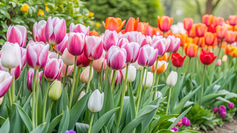 Colorful tulips growing in garden setting