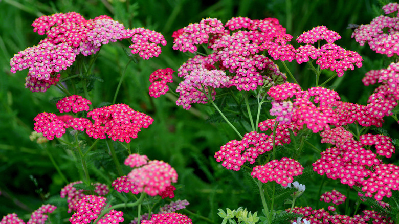 Yarrow growing in garden