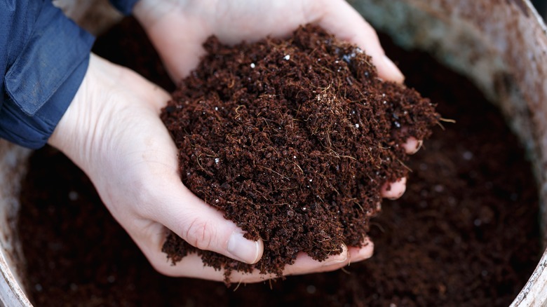 compost in a gardeners hands