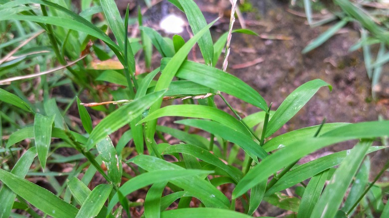 Up close view of mature crabgrass growing in landscape