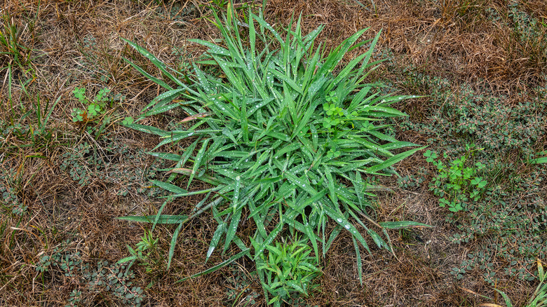 An aerial view of a lawn with dead grass and a patch of thriving crabgrass