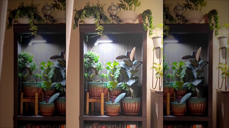 brown bookshelf with plants