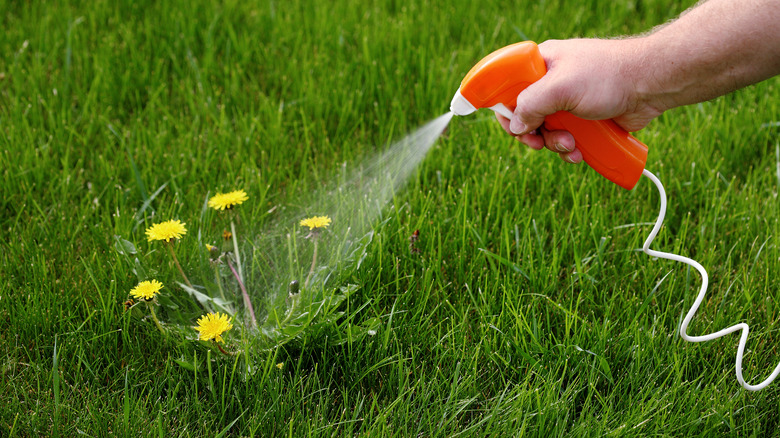 Person spraying weed killer