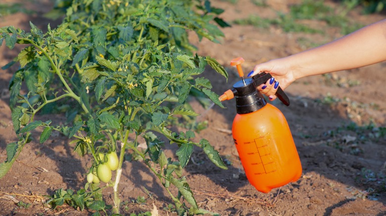 spraying tomatoes for pests