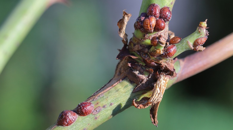 scale on  branch