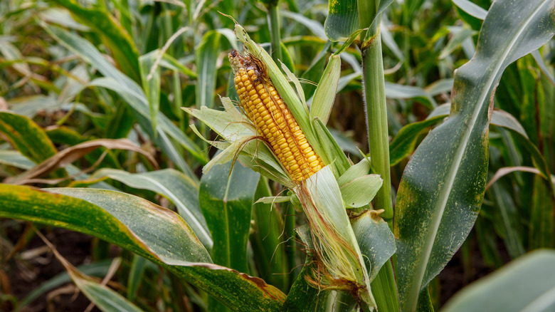 earworm damage on corn