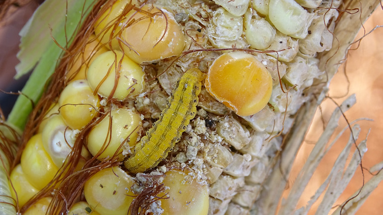 corn earworm feeding