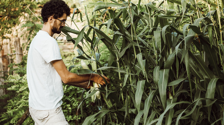 man harvesting corn