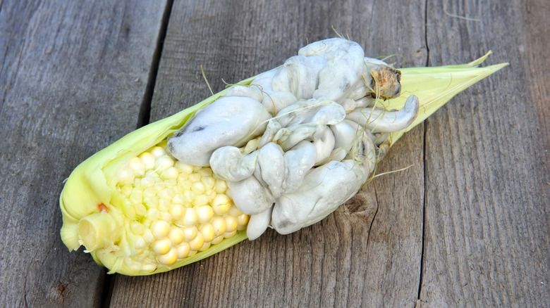 corn with corn smut galls