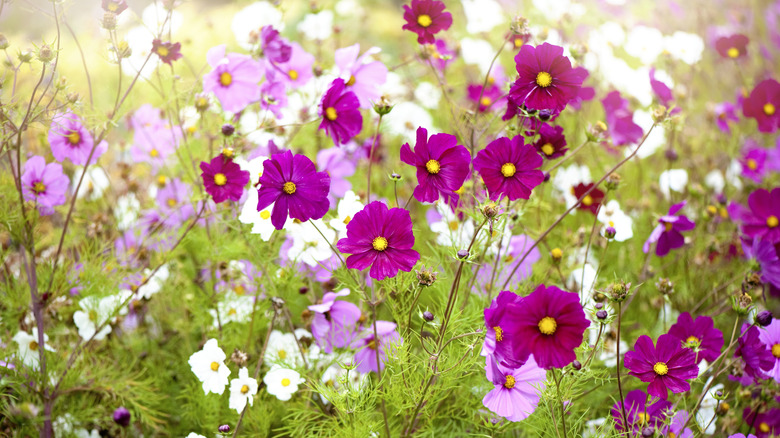 pink and white cosmos flowers