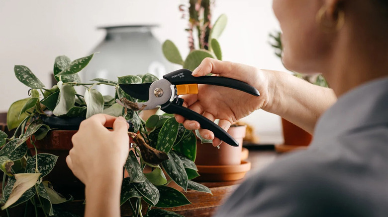 woman pruning houseplants with garden shear tool