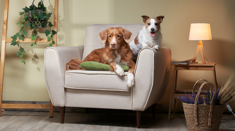 two dogs sitting on a midcentury armchair