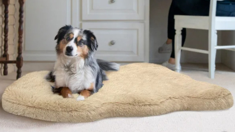 medium sized white, tan, and gray dog on cozy dog bed