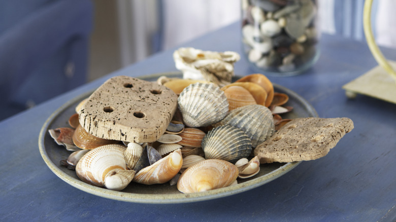 Seashell collection in dish